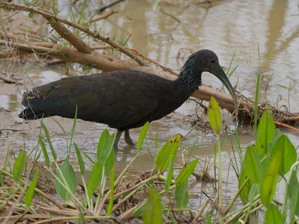 Groene ibis (Mesembrinibis cayennensis)